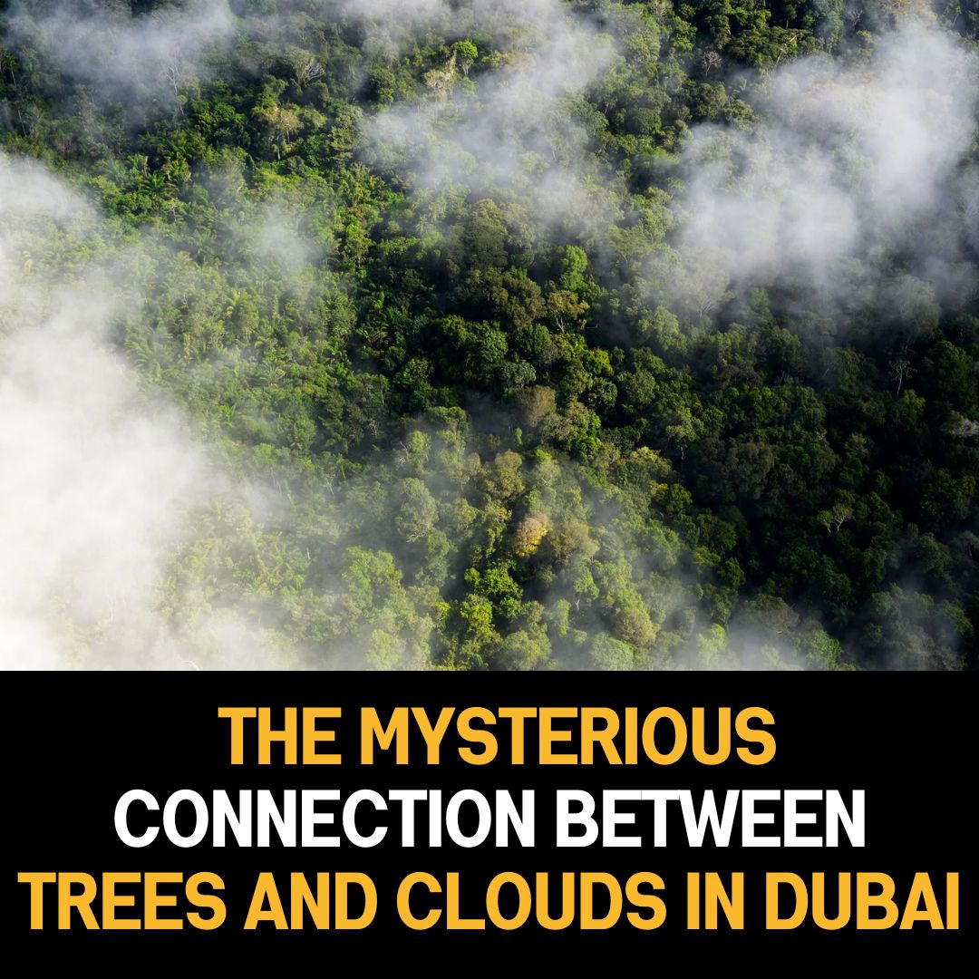 The Mysterious Connection Between Trees and Clouds in Dubai: Unraveling the Phenomenon and Its Climate Implications