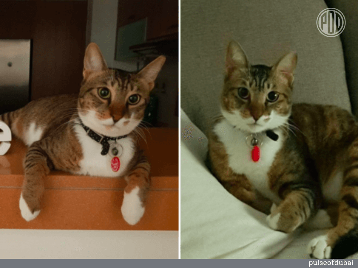 Lost and Loved: Desperate Family Offers AED 10K Reward to Find Missing Cat