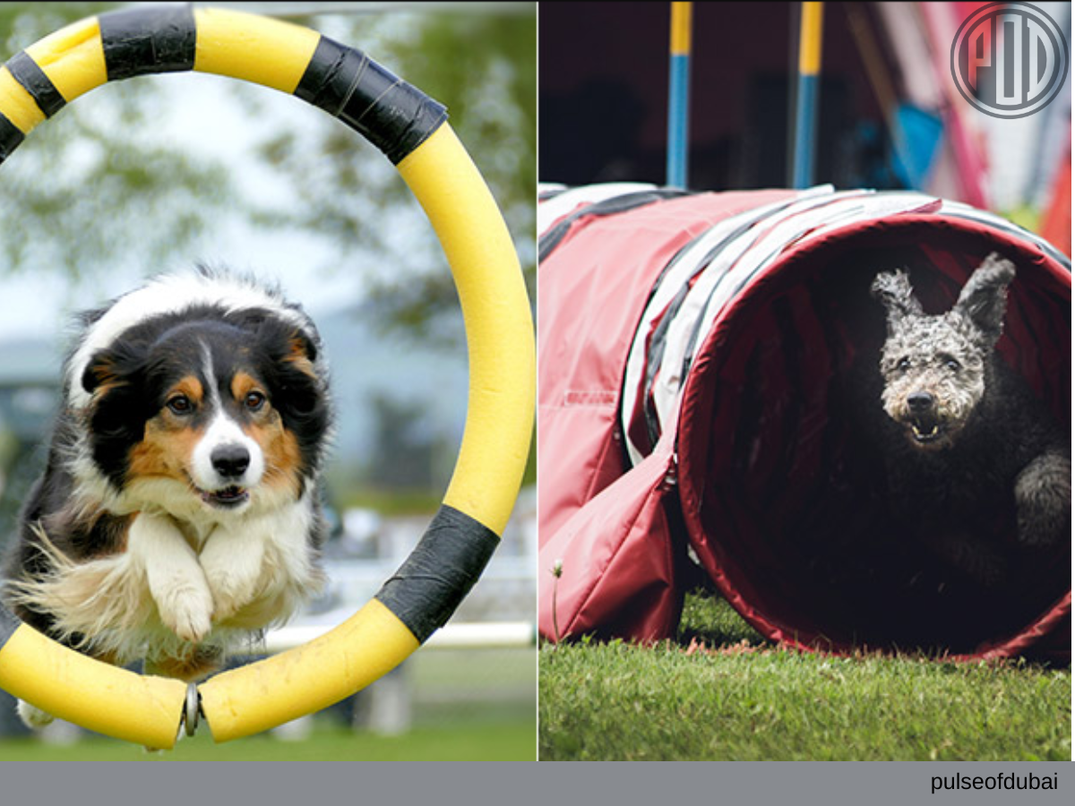 Get Ready for the Run for Dogs Obstacle Race in Dubai