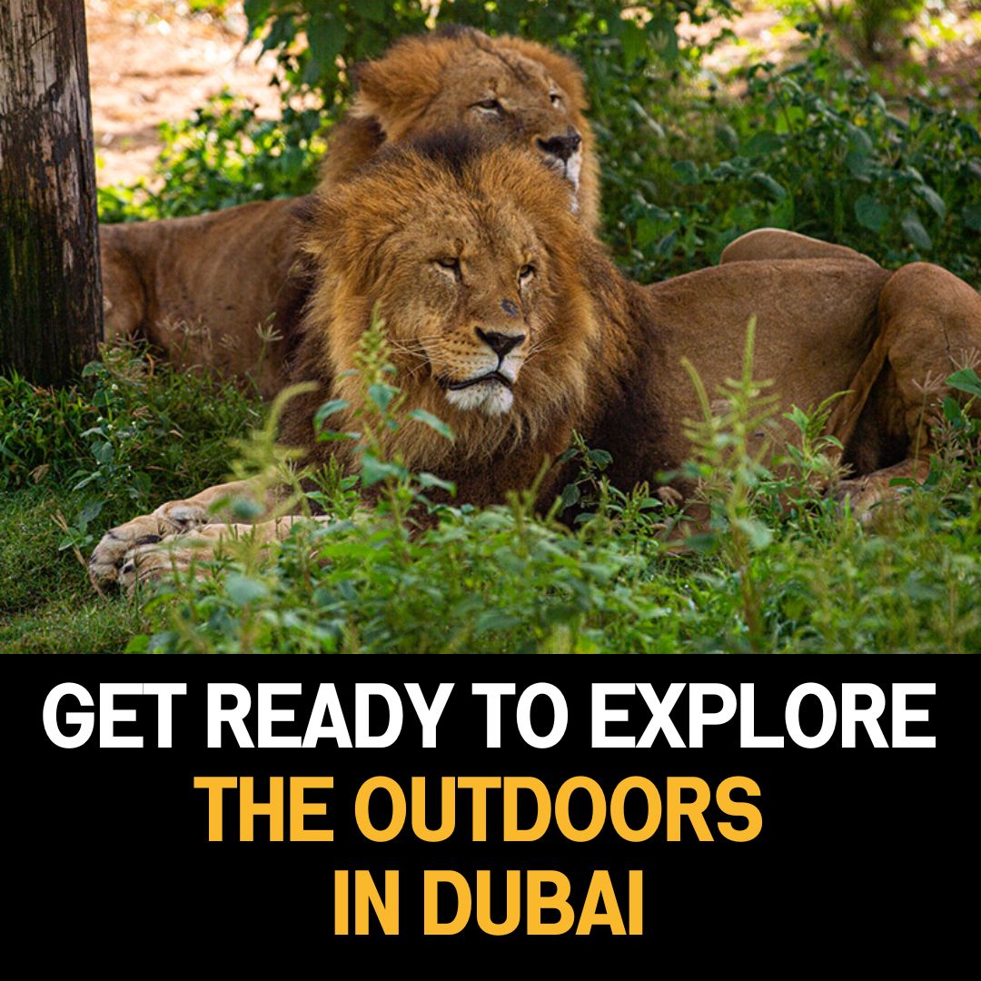 Get Ready to Explore the Outdoors in Dubai: Top Attractions Now Open