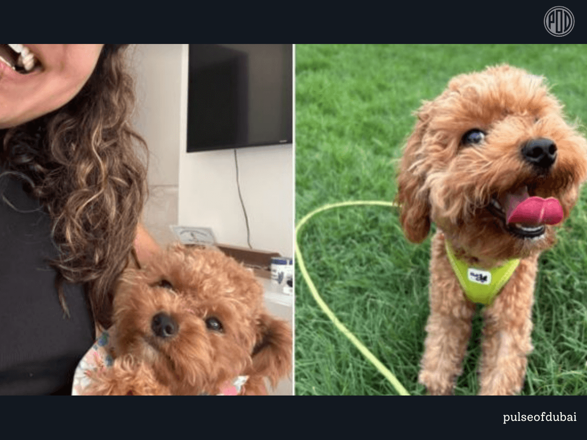 A Dubai Dog Mum Reflects: Tragic Attack on Cavapoo Highlights Pet Safety Awareness in the Community