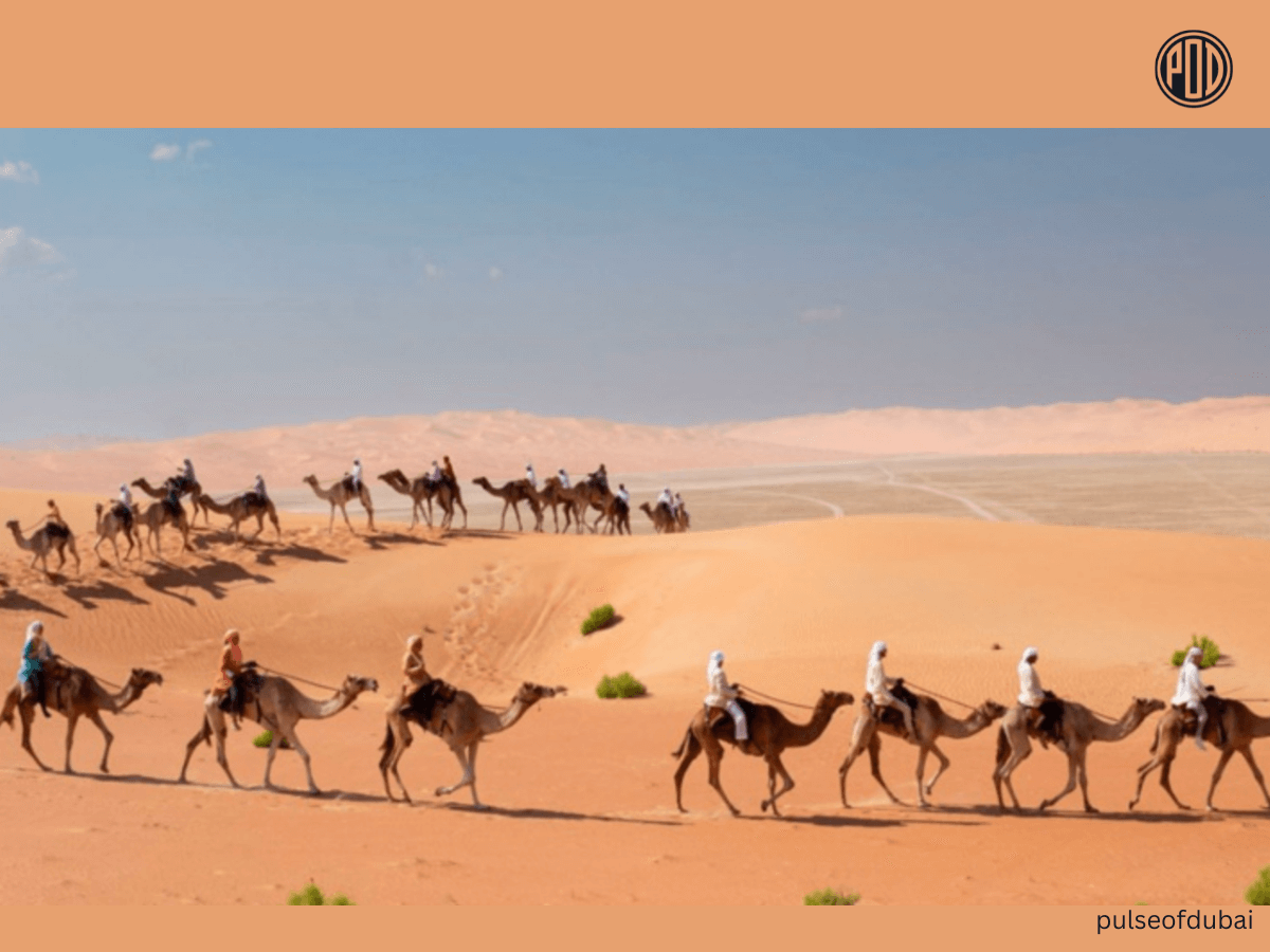 Experience the Ultimate Adventure: Annual UAE Camel Trek – How to Take Part