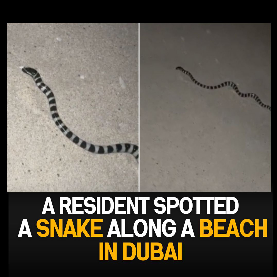 A Night Beach Encounter: Spotting a Snake in Dubai’s Serene Beaches