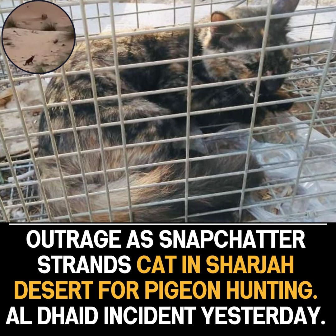 A Snapchatter Drove A Cat To The Desert For Hunting His Pigeon