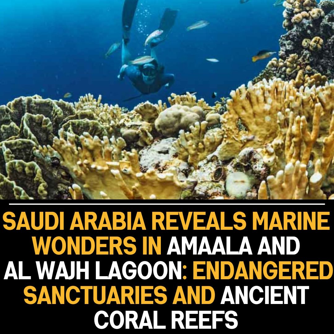 Unveiling the jewels of the Red Sea: Saudi Arabia’s hidden marine paradise