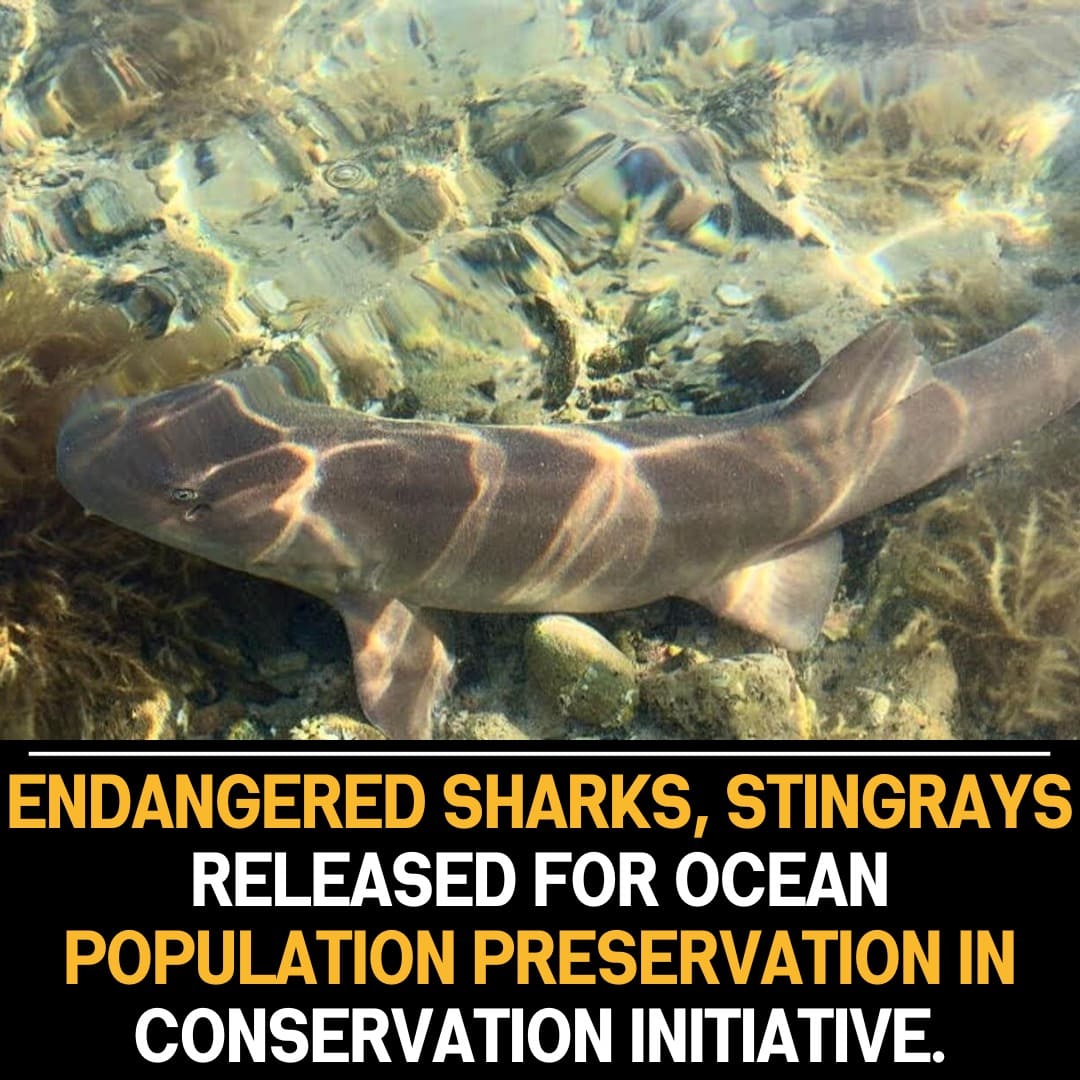 Conservation Initiative: Endangered Sharks and Stingrays Released Into Ocean to Preserve Populations and Enhance Marine Ecosystem Biodiversity.