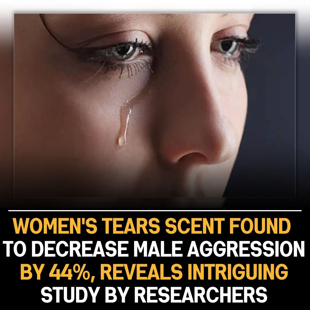 Sniffing women’s tears reduces male aggression by 44%, study finds