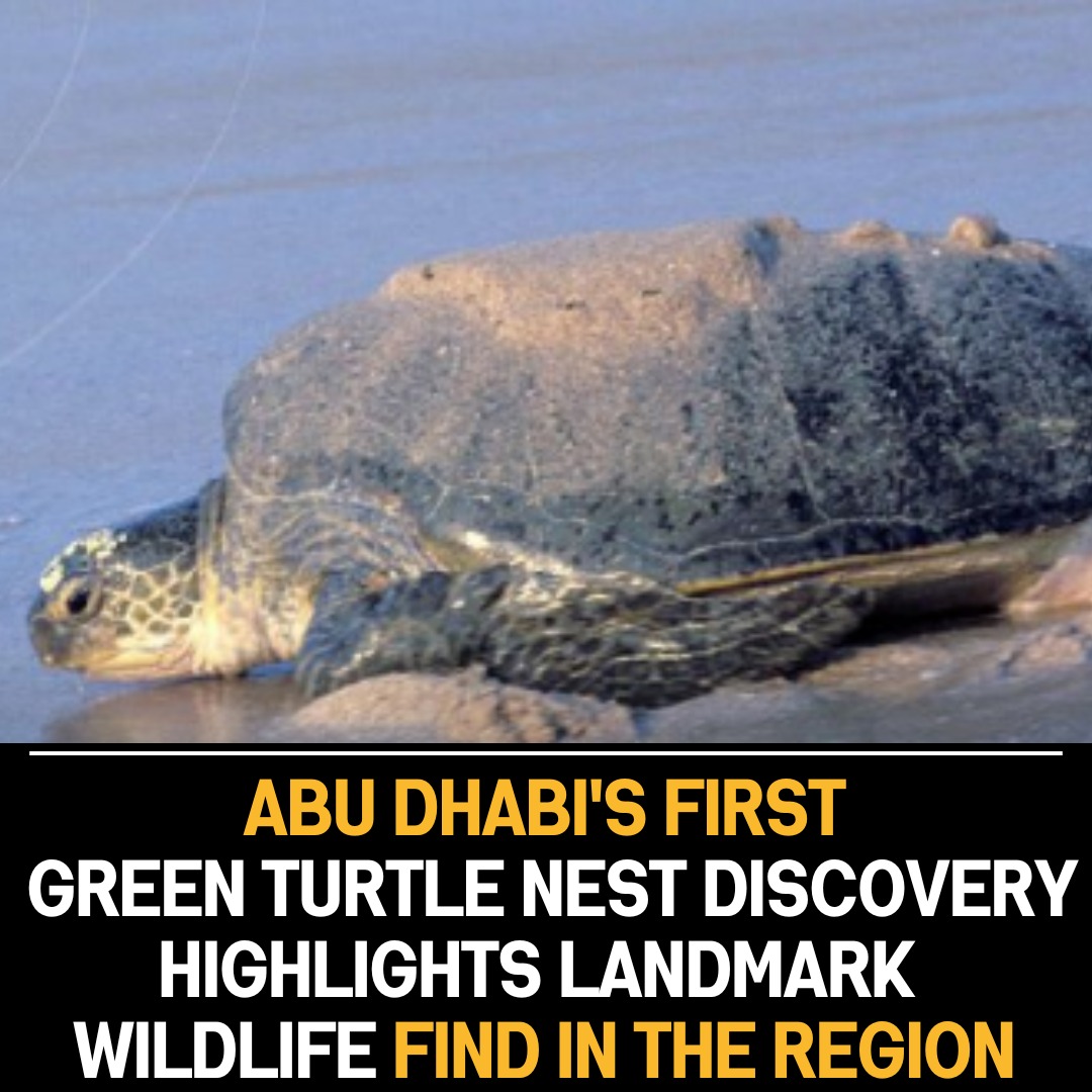 Landmark Wildlife Moment: Green Turtle Nest Found for the First Time in Abu Dhabi, Signifying Conservation Success