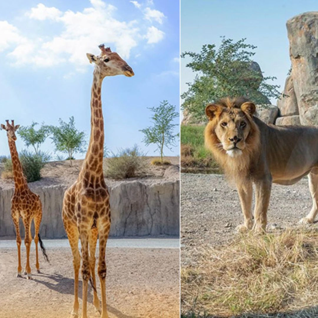 Sharjah Safari opens its fourth season on September 23, featuring 300+ new animals and exciting events.