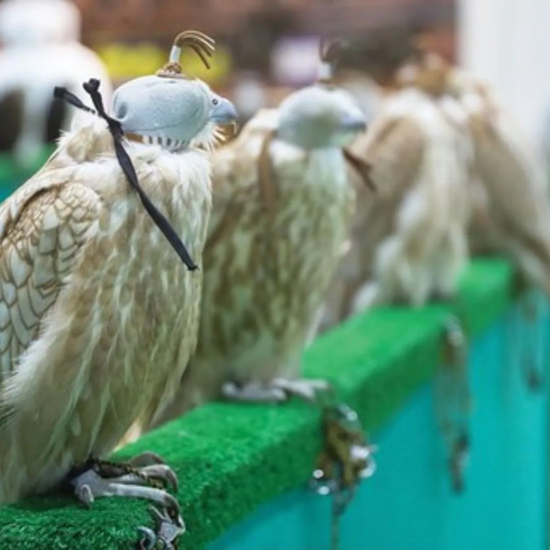 The Mohammed bin Zayed Birds of Prey Fund has successfully rescued and protected 25,000 endangered birds of prey.