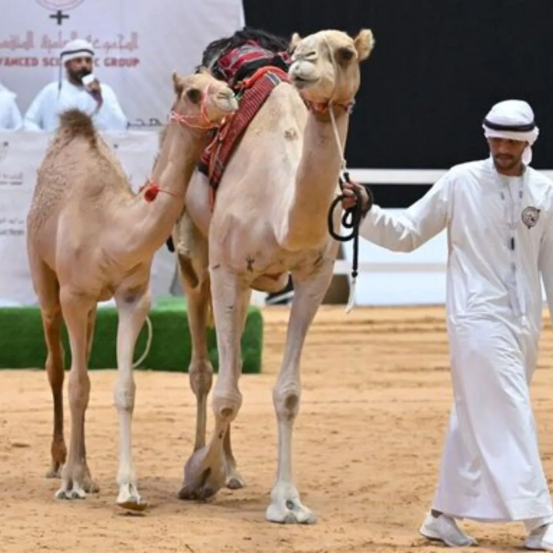 In Abu Dhabi, 15 purebred Arabian camels were auctioned for Dh2.5 million, highlighting the region’s camel heritage.